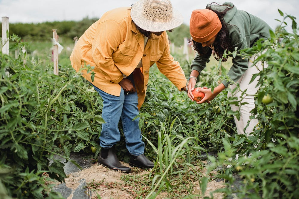 Planting an autumn vegetable garden