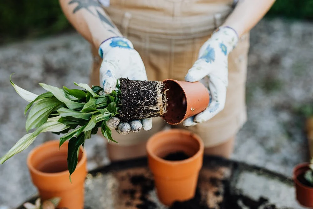 Gardening is good therapy